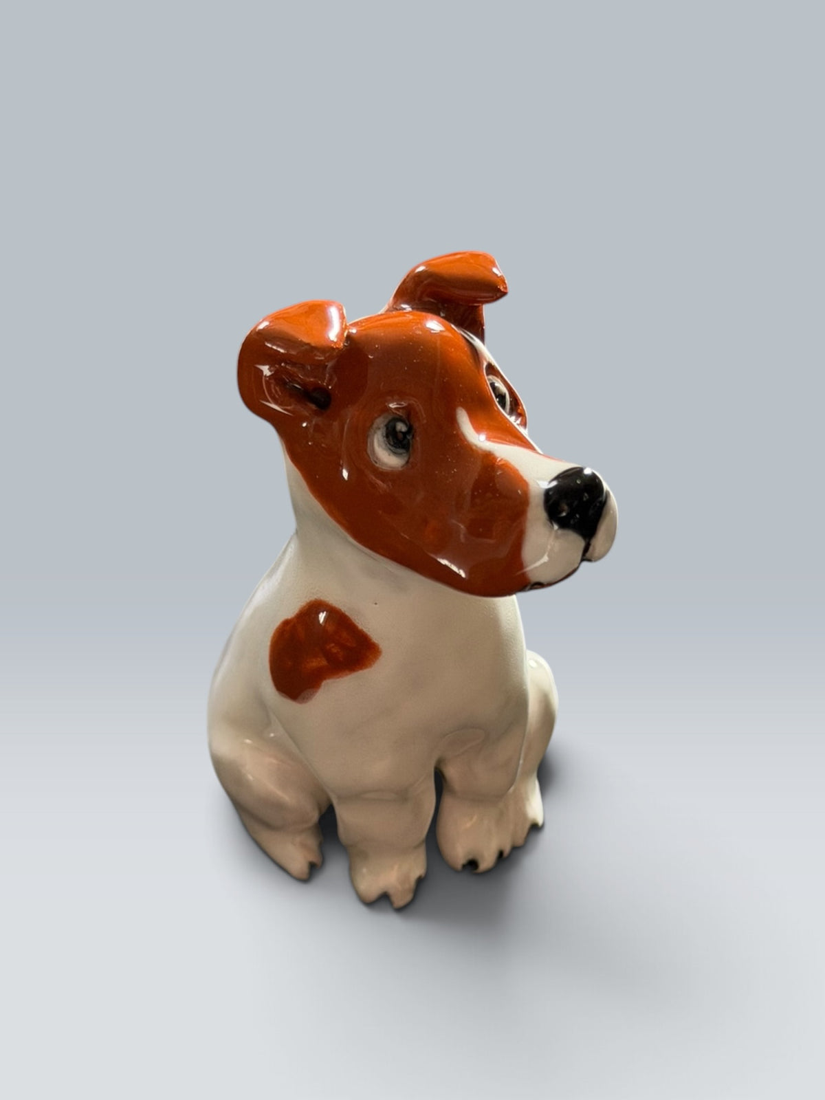 Teddy | Jack Russell