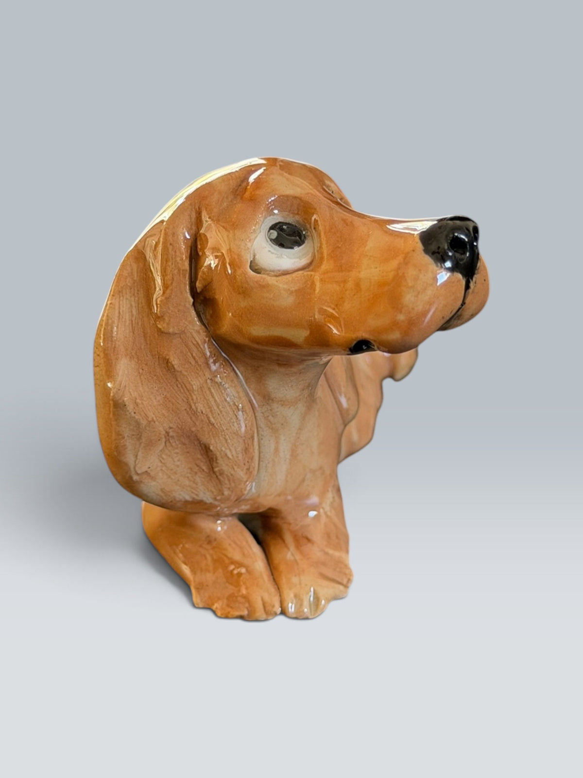 Bimba | Épagneul cocker
