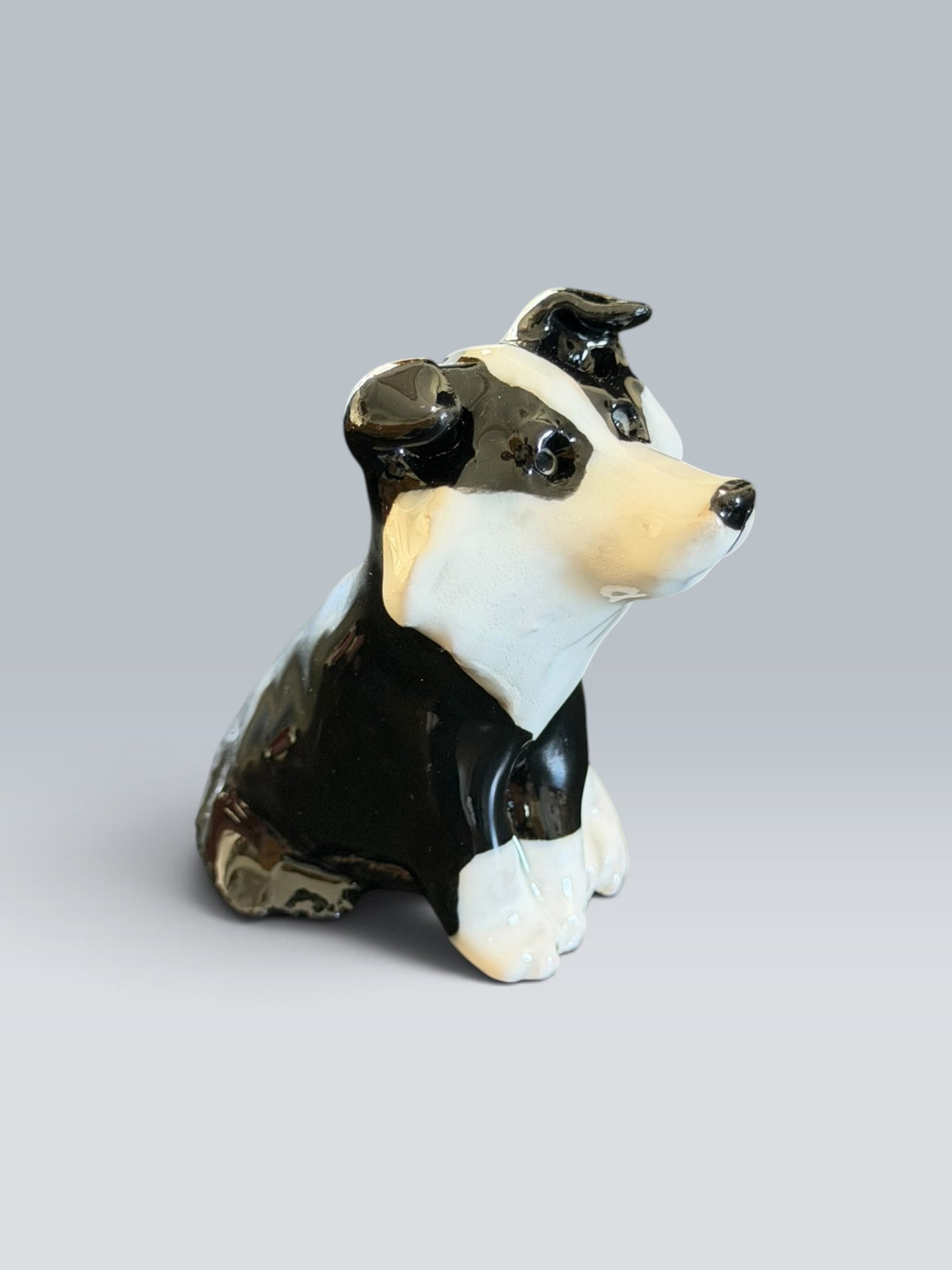 Vera | Border Collie
