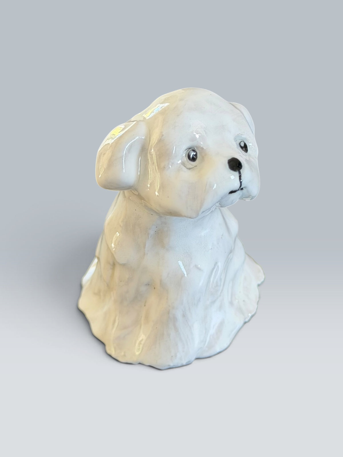 Lila | Maltese