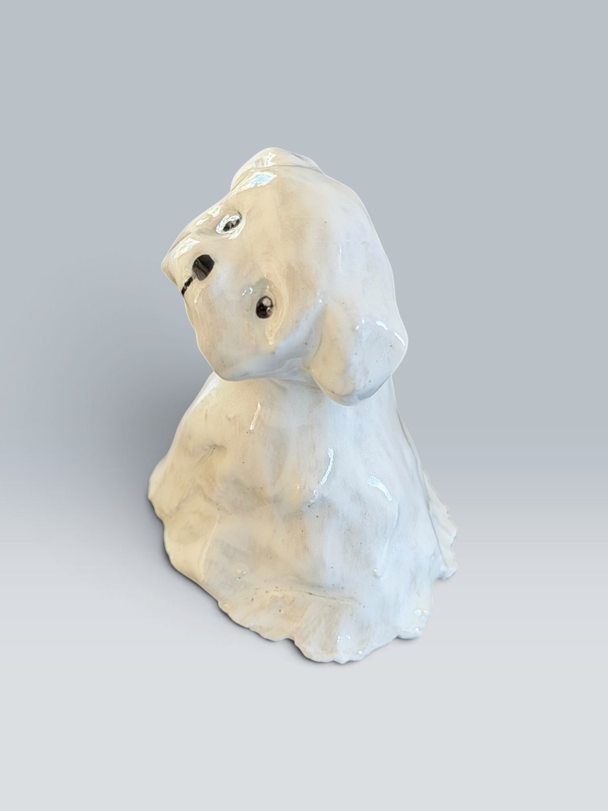 Lila | Maltese