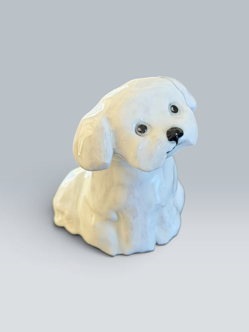 Bonnie | Maltese