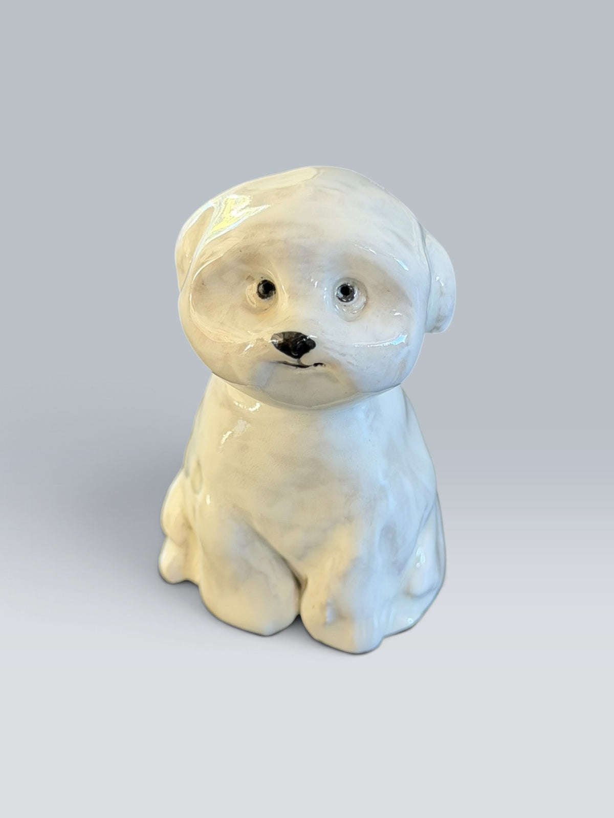 Marnie | Bichon Maltese