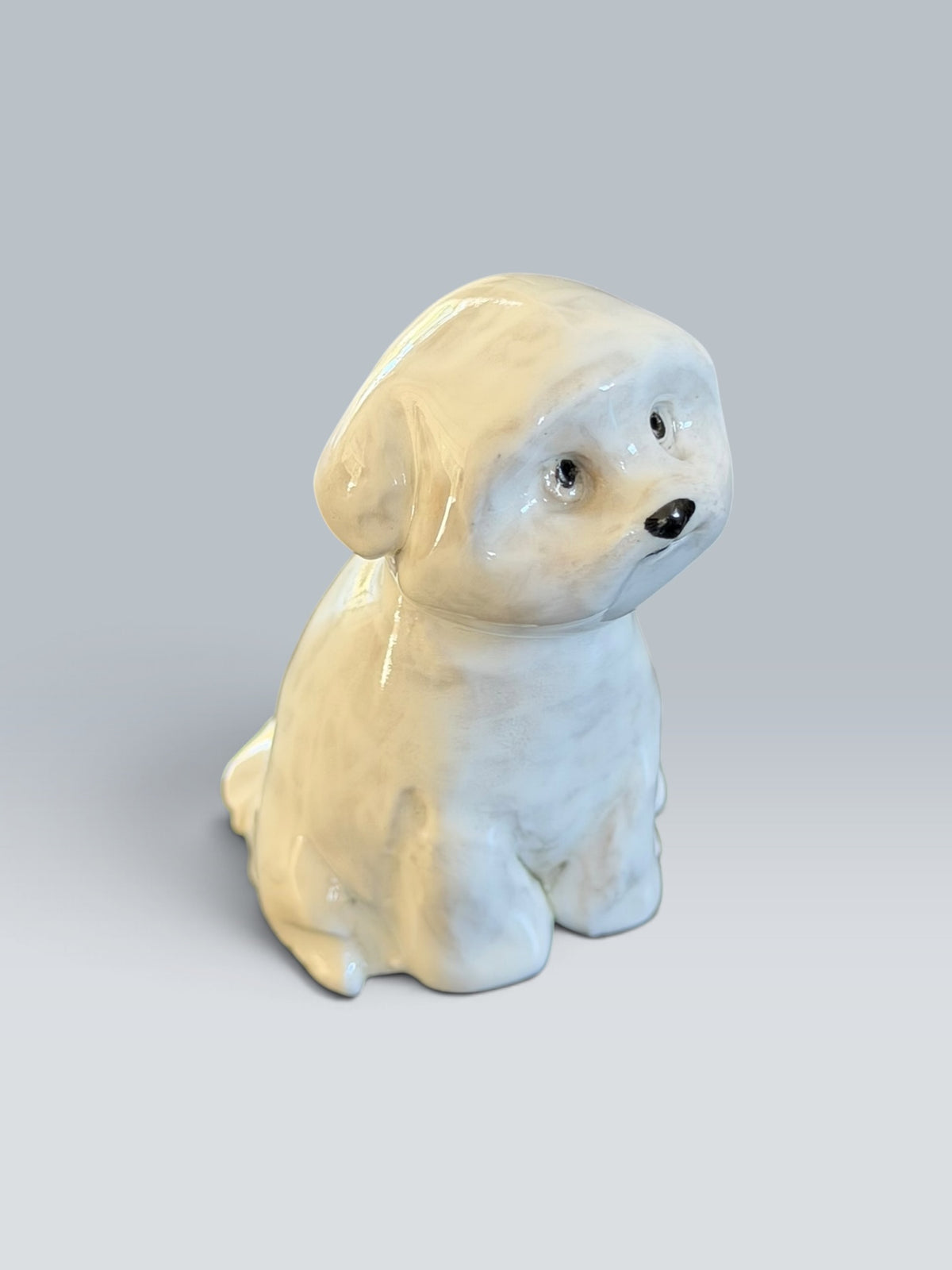 Marnie | Bichon Maltese