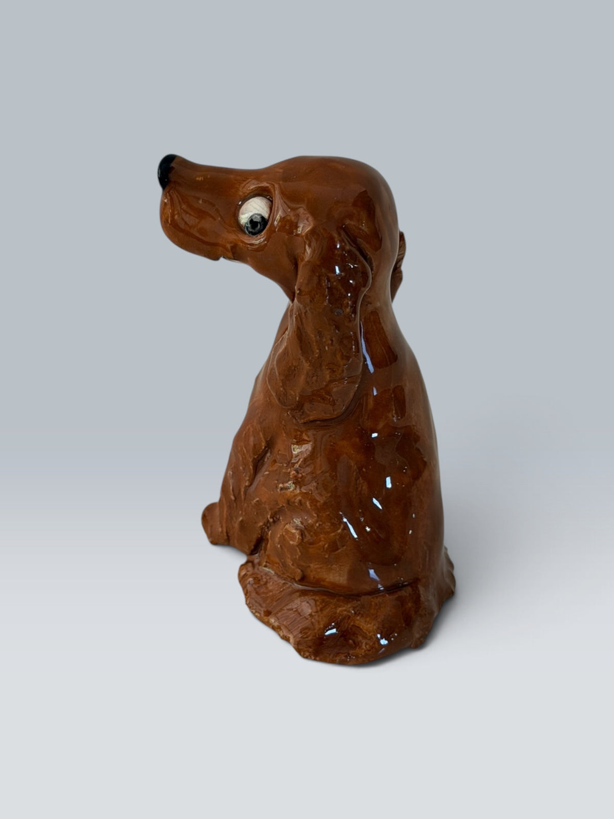 Chester | Épagneul cocker