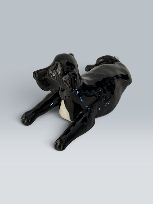 Bowie | Labrador