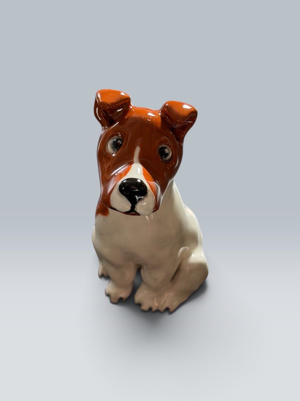 Teddy | Jack Russell